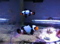 ImageUploadedByReefs1376401354.534441.jpg