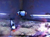 ImageUploadedByReefs1376401366.377787.jpg