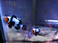 ImageUploadedByReefs1376401376.267913.jpg