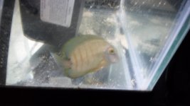 EBILI TANG 007.JPG