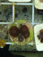 ImageUploadedByReefs1372100883.797506.jpg