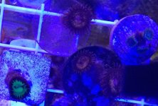 ImageUploadedByReefs1372101214.665374.jpg