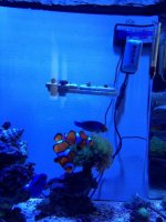 ImageUploadedByReefs1376413428.579405.jpg