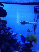 ImageUploadedByReefs1376413444.129186.jpg