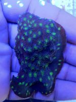 ImageUploadedByReefs1372113971.291104.jpg