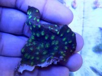 ImageUploadedByReefs1372114003.227403.jpg