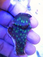 ImageUploadedByReefs1372114028.103128.jpg