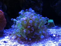 ImageUploadedByReefs1372114074.791466.jpg
