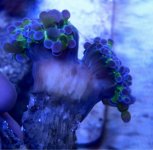 ImageUploadedByReefs1372114111.707156.jpg