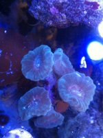 ImageUploadedByReefs1372114174.757030.jpg