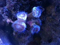 ImageUploadedByReefs1372114249.590913.jpg