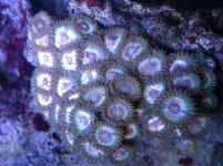 ImageUploadedByReefs1372114319.684160.jpg