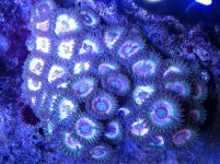 ImageUploadedByReefs1372114454.288699.jpg