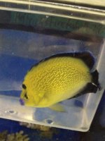 ImageUploadedByReefs1380246035.430762.jpg