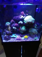 ImageUploadedByReefs1372115044.150530.jpg