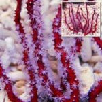 red gorgonian.jpg