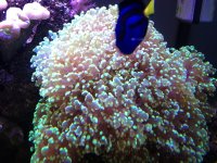 ImageUploadedByReefs1372115105.796309.jpg