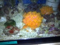 ImageUploadedByReefs1380246142.018091.jpg