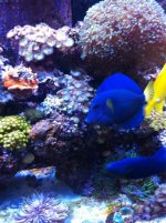 ImageUploadedByReefs1368398946.824323.jpg