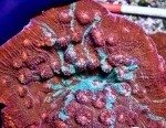 ImageUploadedByReefs1380246703.922814.jpg
