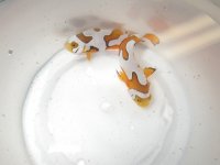 Snow Picasso pic1.JPG