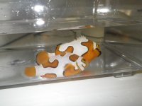 Snow Picasso pic3.JPG
