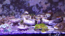 frag rack.jpg