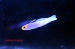 Helfrichi Firefish.jpg