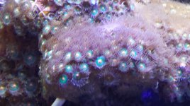 orage zoa.jpg