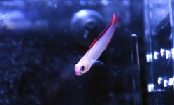 Purple Firefish.JPG