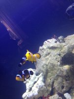ImageUploadedByReefs1376431993.956227.jpg
