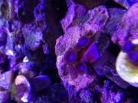 ImageUploadedByReefs1374565152.015648.jpg