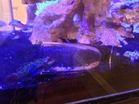 IMG_1195.jpg
