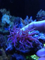 ImageUploadedByReefs1368466836.514146.jpg