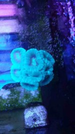 ImageUploadedByReefs1393894677.324485.jpg