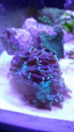 ImageUploadedByReefs1393894686.337277.jpg