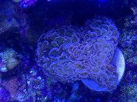 ImageUploadedByReefs1368479024.748712.jpg