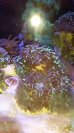 ImageUploadedByReefs1393894695.280226.jpg