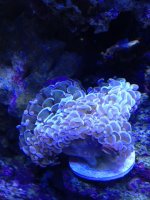 ImageUploadedByReefs1368479044.774642.jpg