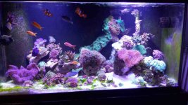 ImageUploadedByReefs1393894704.114266.jpg