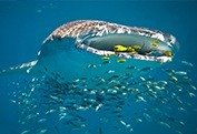 ImageUploadedByReefs1376481060.684665.jpg
