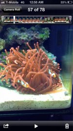 ImageUploadedByReefs1372136300.007997.jpg