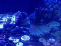 ImageUploadedByReefs1372176946.926664.jpg