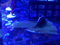 ImageUploadedByReefs1372177021.074853.jpg