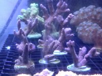 frags 2 2014.jpg