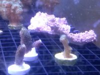 frags 3 2014.jpg