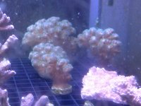 frags 4 20014.jpg