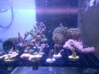 frags 5 2014.jpg