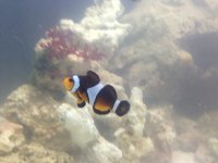 ImageUploadedByReefs1376508745.652152.jpg
