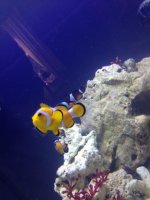 ImageUploadedByReefs1376508759.951994.jpg